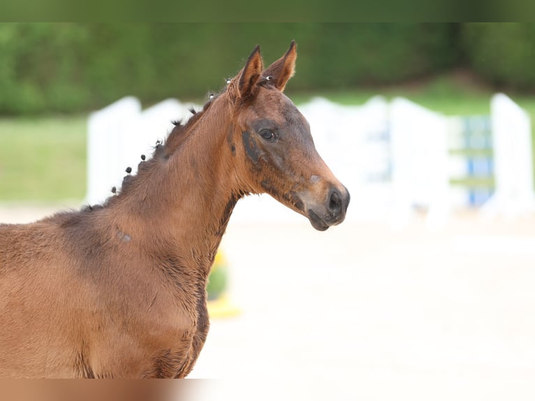 Trakehner Mare 1 year 16,2 hh Bay-Dark in Wolfhagen