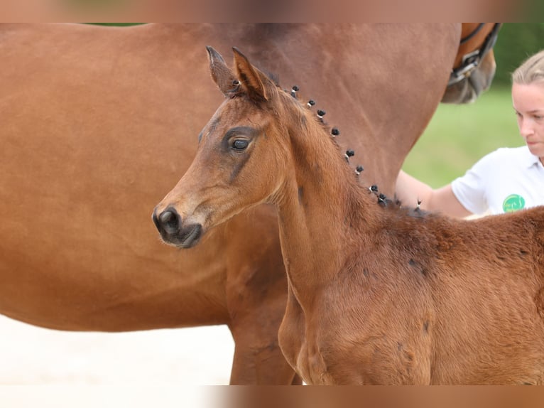 Trakehner Mare 1 year 16,2 hh Bay-Dark in Wolfhagen