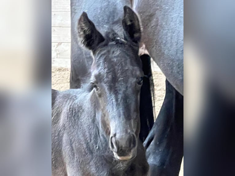 Trakehner Mare 1 year 16.2 hh Black in Sperenberg