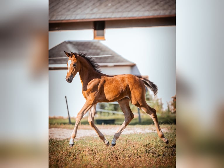 Trakehner Mare 1 year 16,2 hh Brown in Burgstädt