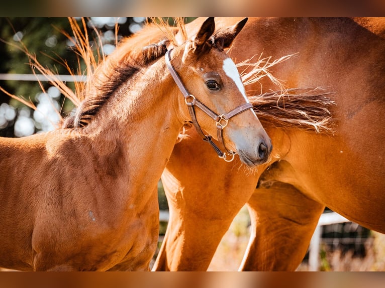 Trakehner Mare 1 year 16,2 hh Brown in Burgstädt