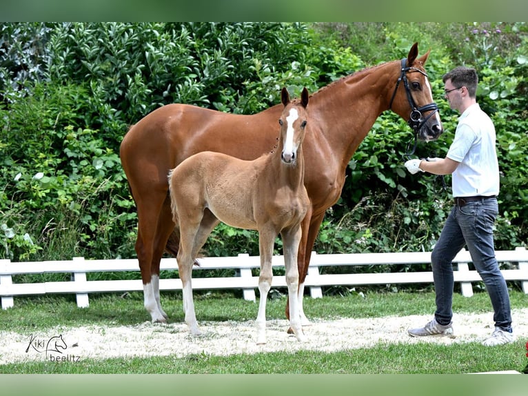 Trakehner Mare 1 year 16,2 hh Chestnut-Red in Schäplitz