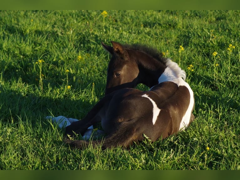 Trakehner Mare 1 year 16,2 hh Pinto in Ruila