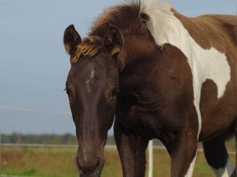 Trakehner Mare 1 year 16,2 hh Pinto in Ruila