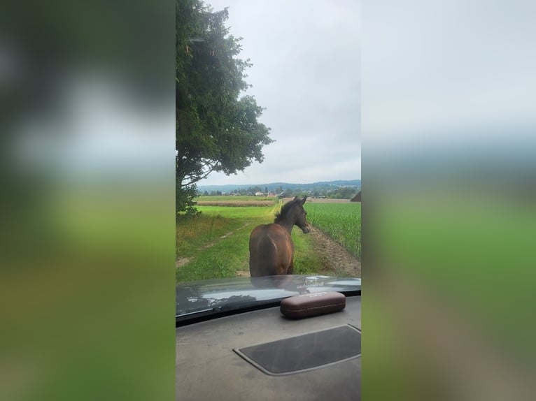 Trakehner Mare 1 year 16 hh Bay-Dark in Adelsried