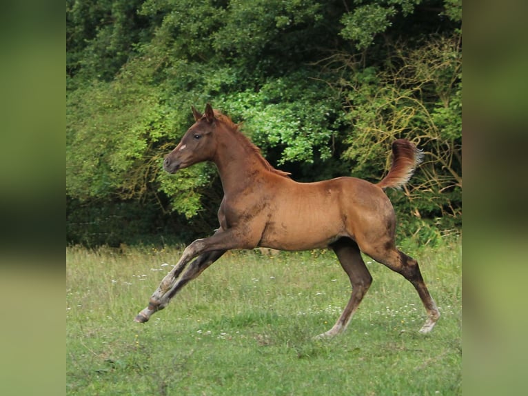 Trakehner Mare 1 year 16 hh Chestnut in L&#xFC;dersdorf