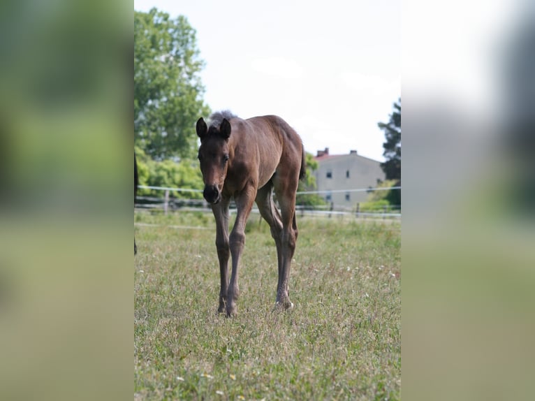 Trakehner Mare 1 year 16,1 hh Brown in Sperenberg