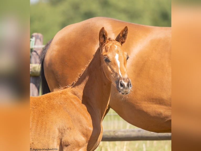 Trakehner Mare 1 year 16,1 hh Chestnut-Red in Kleve