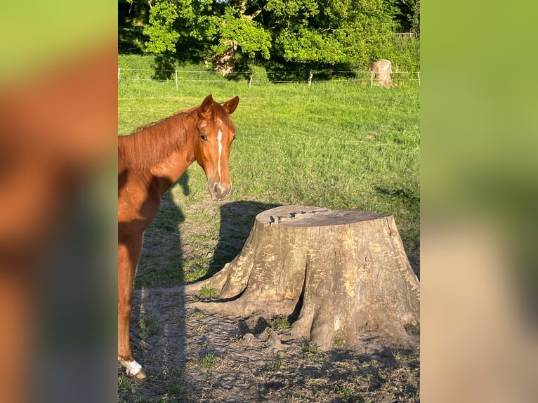 Trakehner Mare 1 year 16,1 hh Chestnut-Red in Kleve