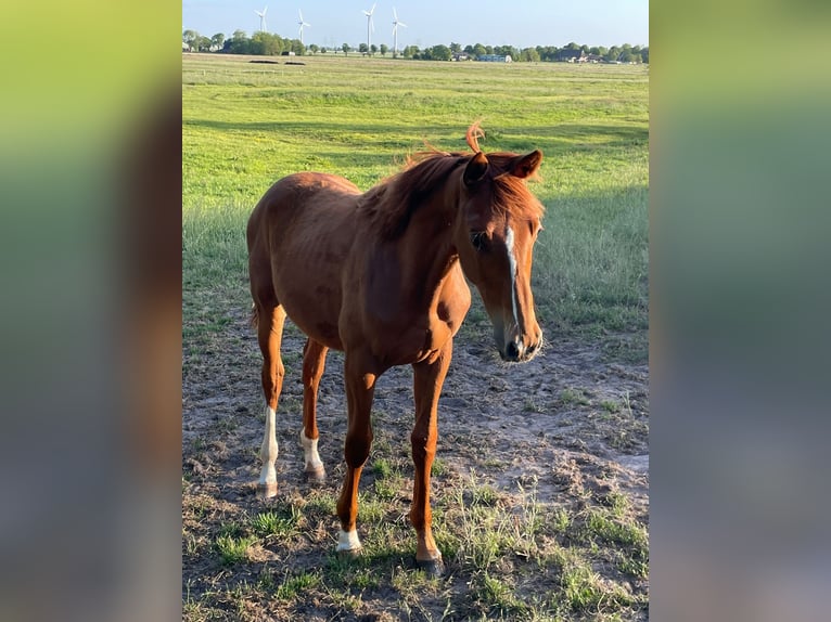 Trakehner Mare 1 year 16,1 hh Chestnut-Red in Kleve