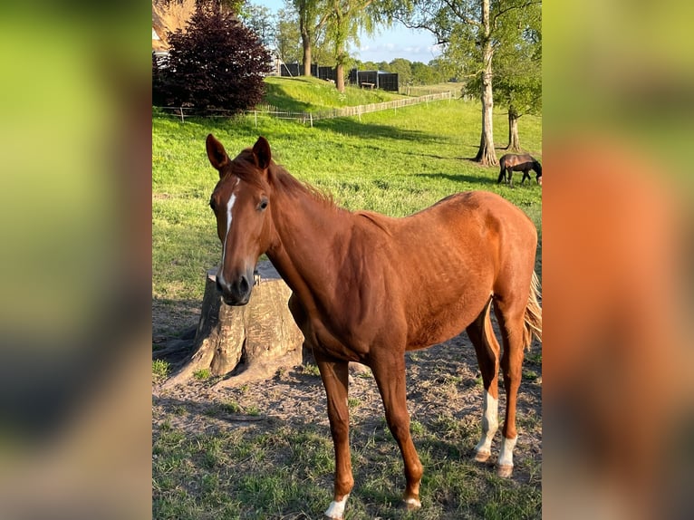 Trakehner Mare 1 year 16,1 hh Chestnut-Red in Kleve