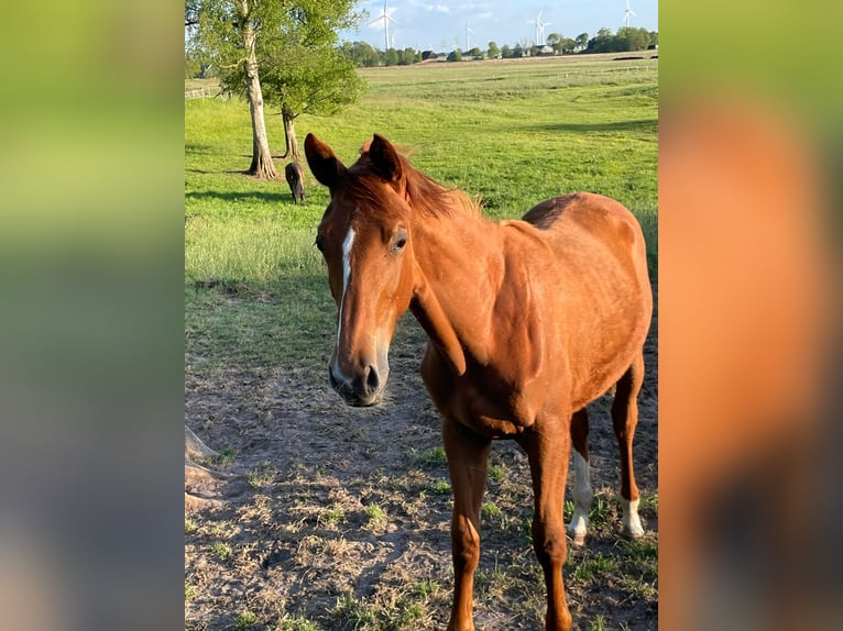 Trakehner Mare 1 year 16,1 hh Chestnut-Red in Kleve