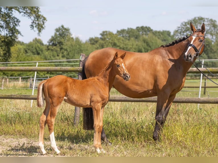 Trakehner Mare 1 year 16,1 hh Chestnut-Red in Kleve