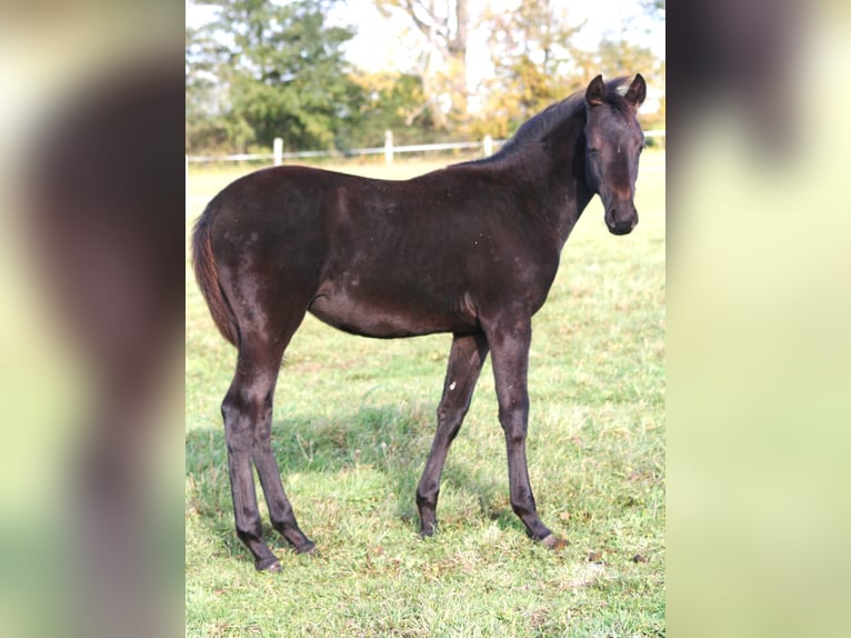 Trakehner Mare 1 year 16,2 hh Black in Sperenberg