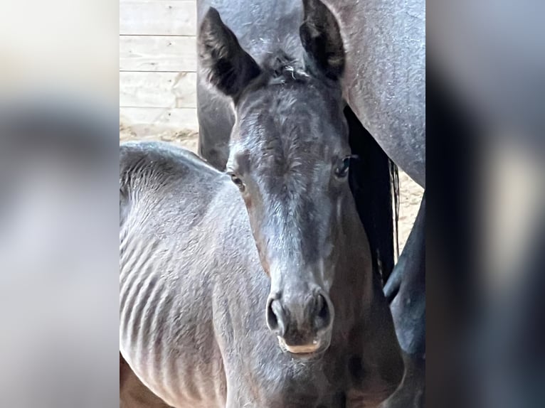 Trakehner Mare 1 year 16,2 hh Black in Sperenberg