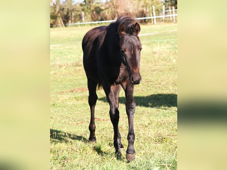 Trakehner Mare 1 year 16,2 hh Black in Sperenberg
