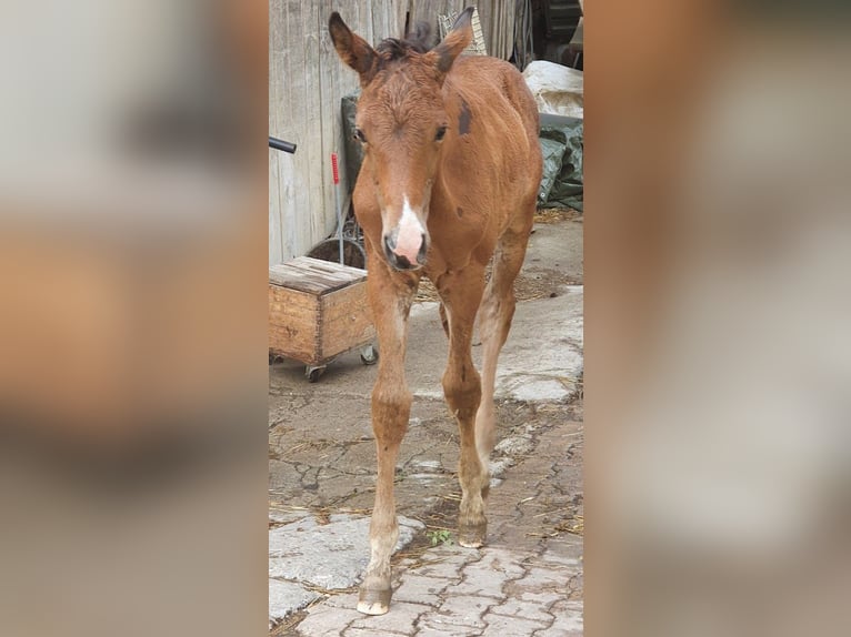 Trakehner Mare 1 year 17 hh Brown in Adelsried