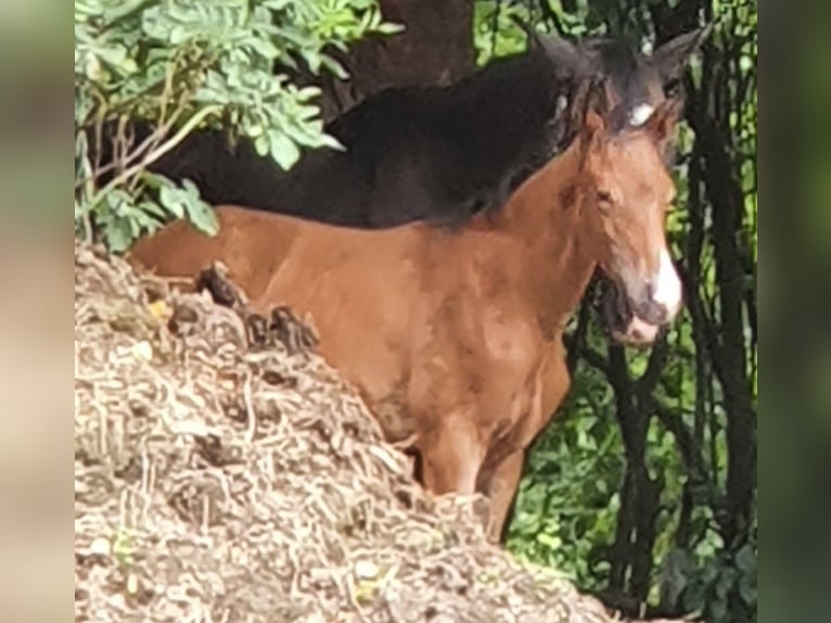 Trakehner Mare 1 year 17 hh Brown in Adelsried