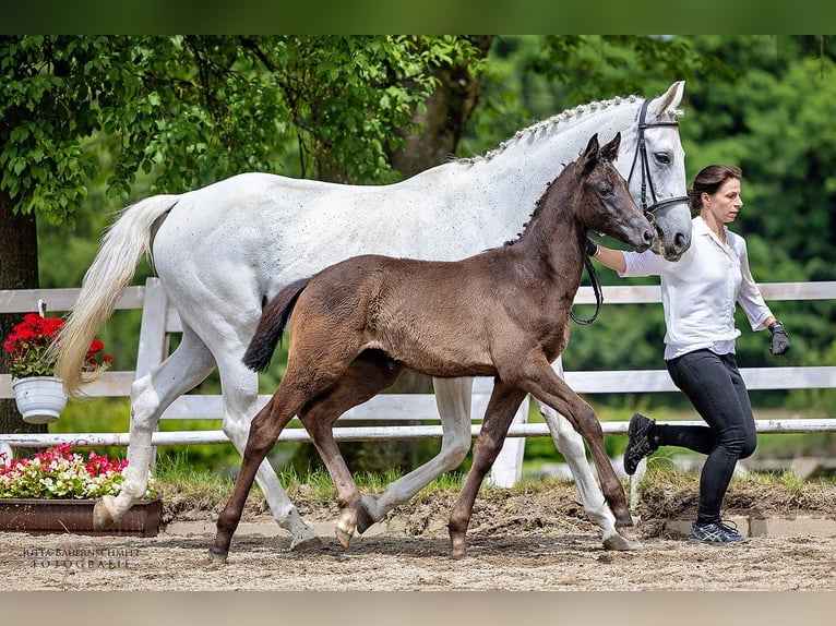 Trakehner Mare 1 year Bay-Dark in Feldkirchen