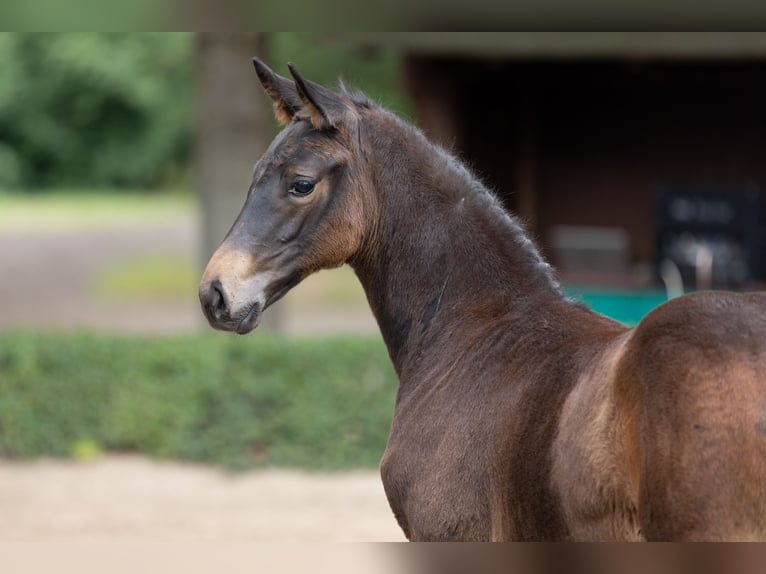 Trakehner Mare 1 year Bay-Dark in Hameln