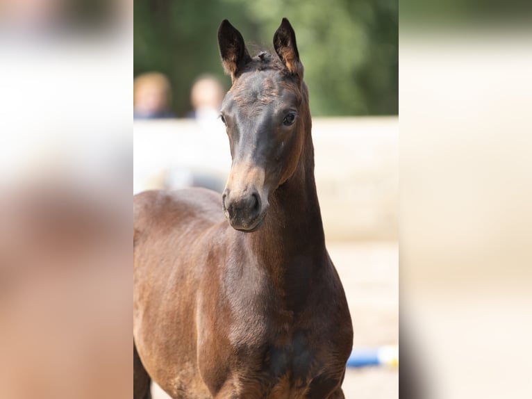 Trakehner Mare 1 year Bay-Dark in Hameln