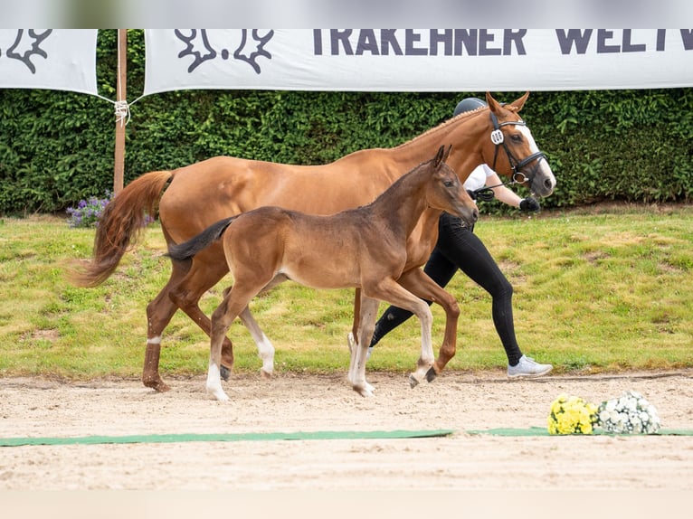 Trakehner Mare 1 year Bay-Dark in Fröttstädt