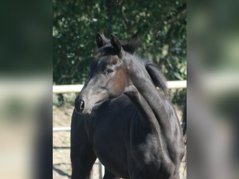 Trakehner Mare 1 year Black in Crivitz