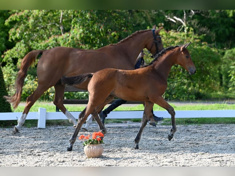 Trakehner Mare 1 year Brown in Rosdorf