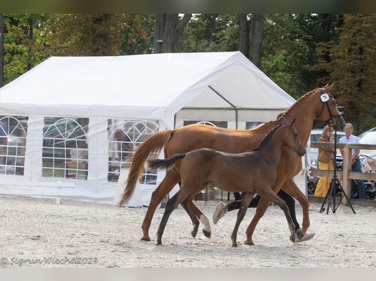 Trakehner Mare 1 year Brown in Burgstädt