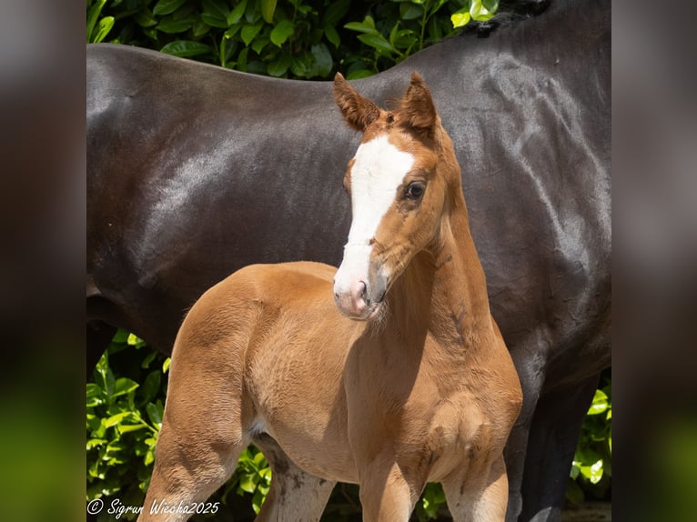Trakehner Mare 1 year Chestnut-Red in Peissen