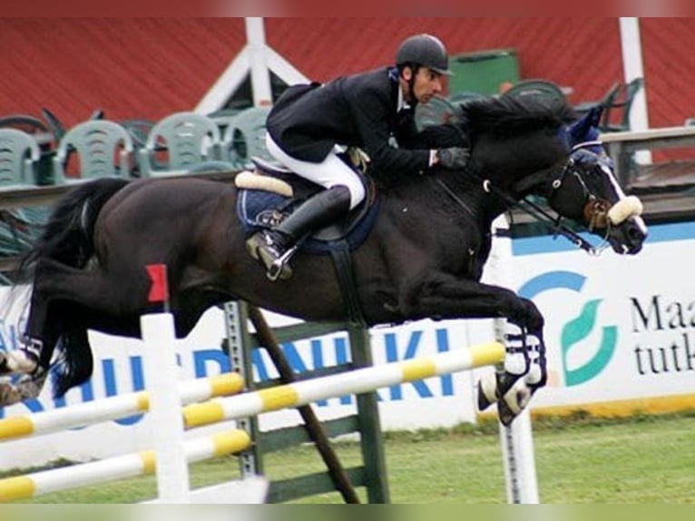 Trakehner Mare 1 year Chestnut-Red in Ruila