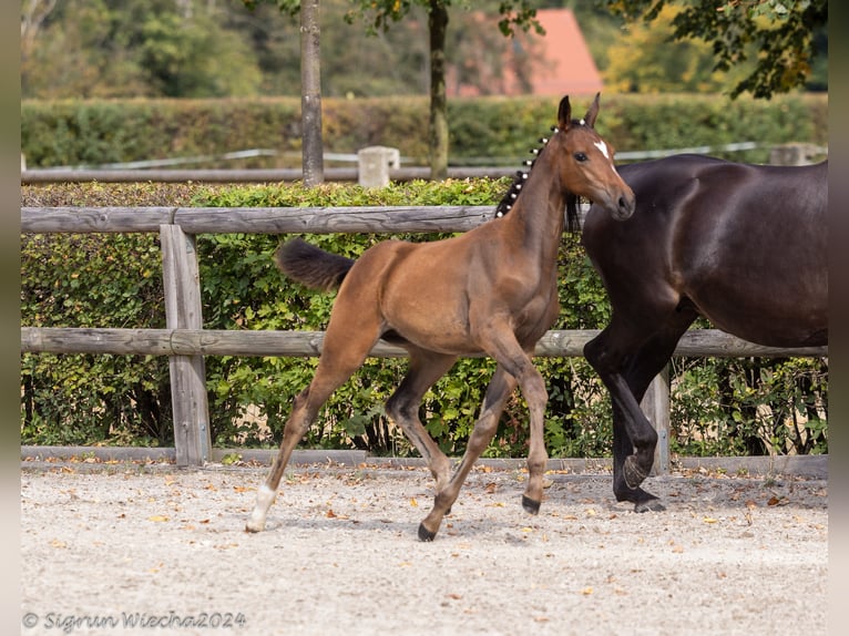 Trakehner Mare 1 year in Lengenfeld