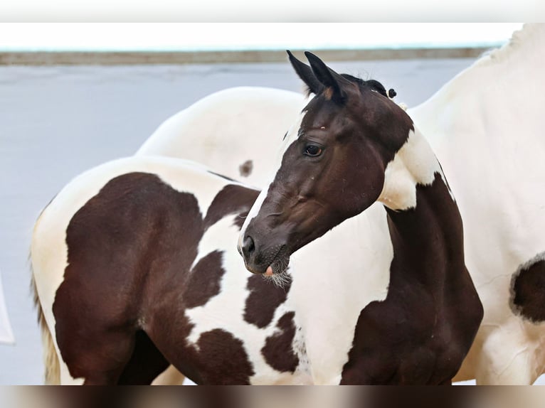 Trakehner Mare 1 year Pinto in Abtsgmünd