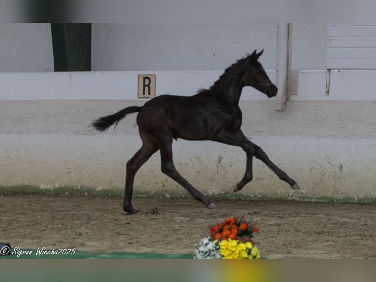 Trakehner Mare 1 year Smoky-Black in Herentals
