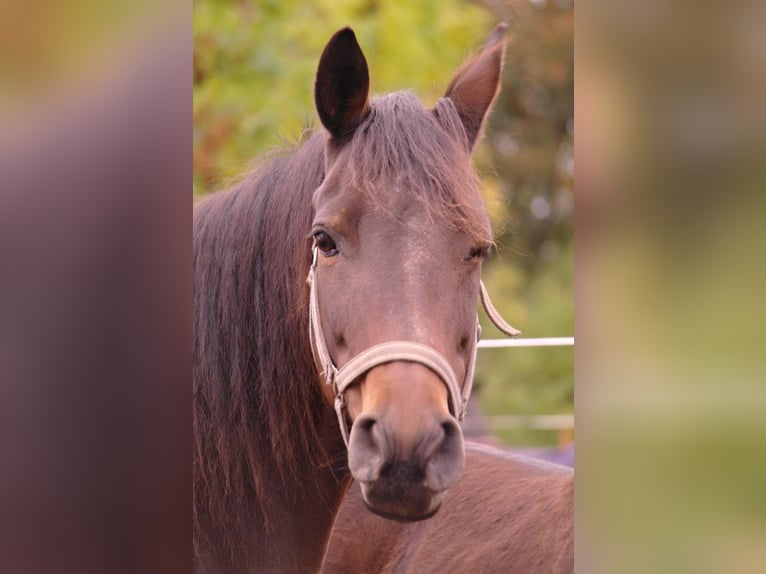 Trakehner Mix Mare 20 years 16 hh Bay-Dark in Scheibenberg
