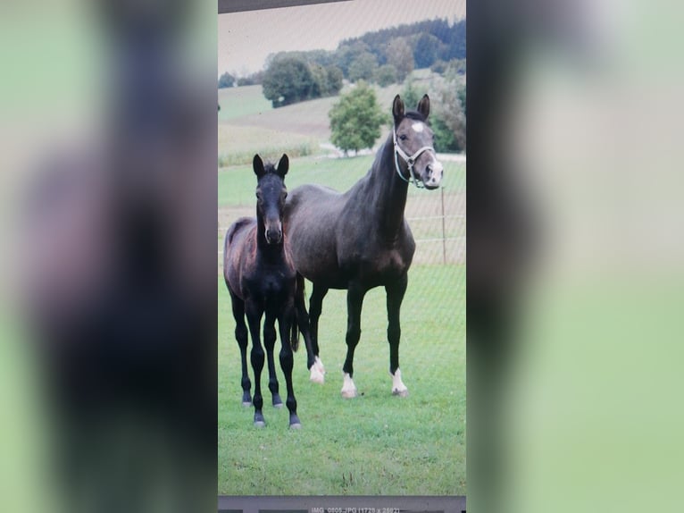 Trakehner Mare 20 years 16,3 hh Bay-Dark in Adelsried