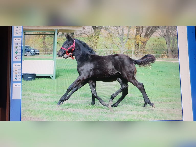 Trakehner Mare 20 years 16,3 hh Bay-Dark in Adelsried