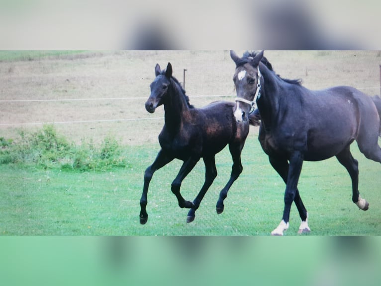 Trakehner Mare 20 years 16,3 hh Bay-Dark in Adelsried