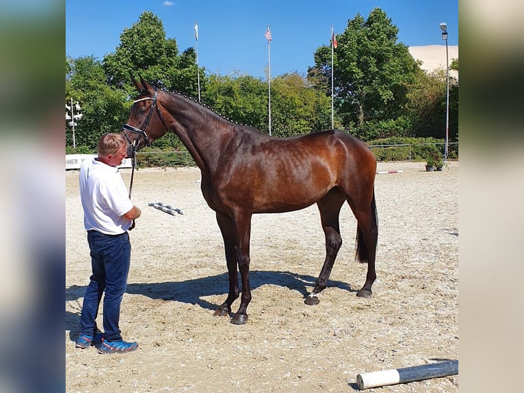 Trakehner Mare 20 years 16,3 hh Bay-Dark in Adelsried