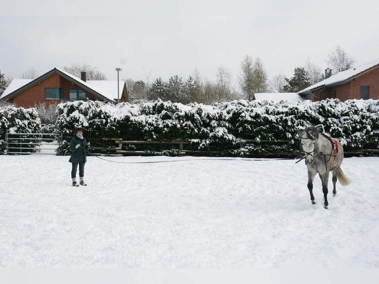 Trakehner Mare 23 years 15,2 hh in Schneverdingen