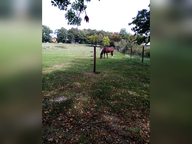 Trakehner Mare 23 years 15,2 hh Bay-Dark in D&#xFC;mpelfeld