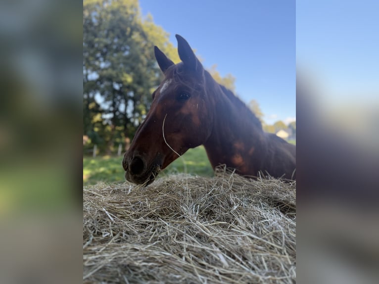 Trakehner Mare 24 years 16 hh Chestnut-Red in Wusterhausen (Dosse)