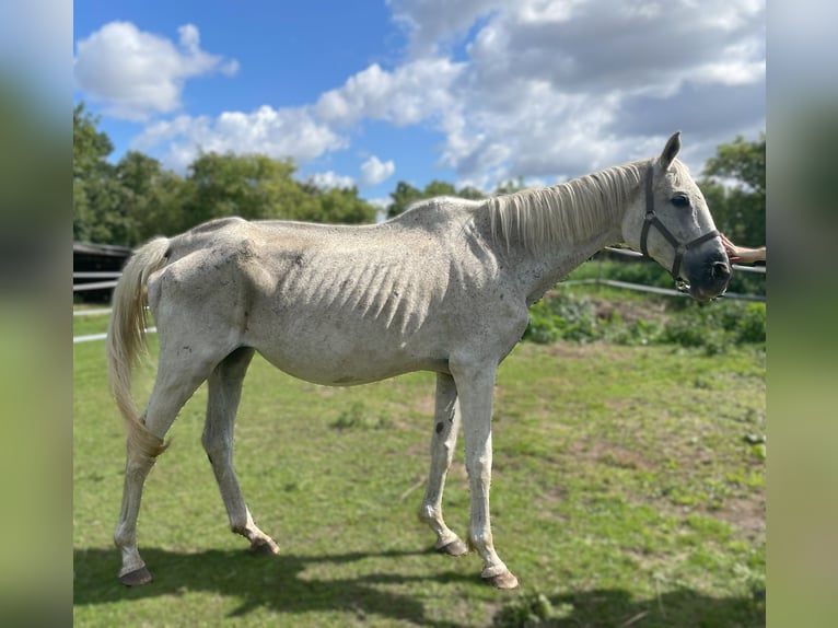 Trakehner Mare 24 years 16,1 hh Grey in Nauen
