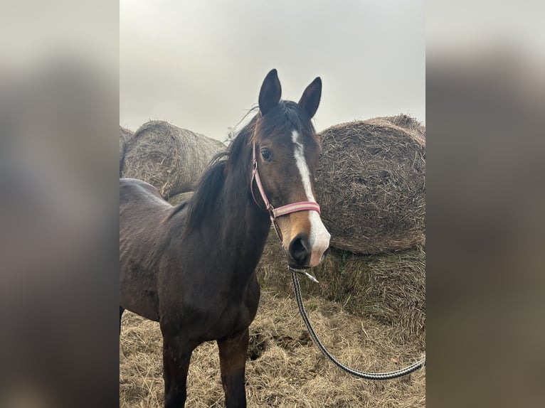 Trakehner Mare 2 years 15,1 hh Brown in Ueckermünde