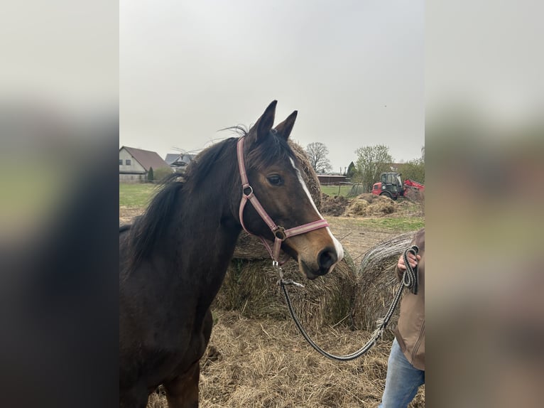 Trakehner Mare 2 years 15,1 hh Brown in Ueckermünde