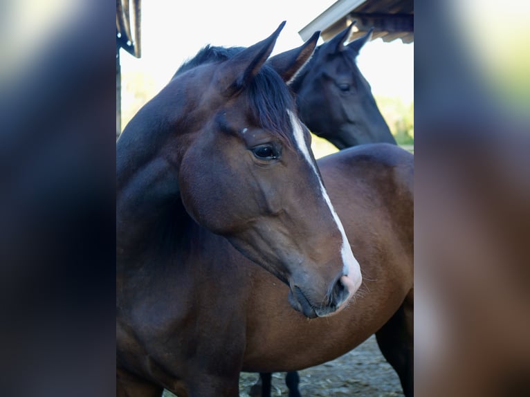 Trakehner Mare 2 years 15.3 hh Bay-Dark in Günzburg