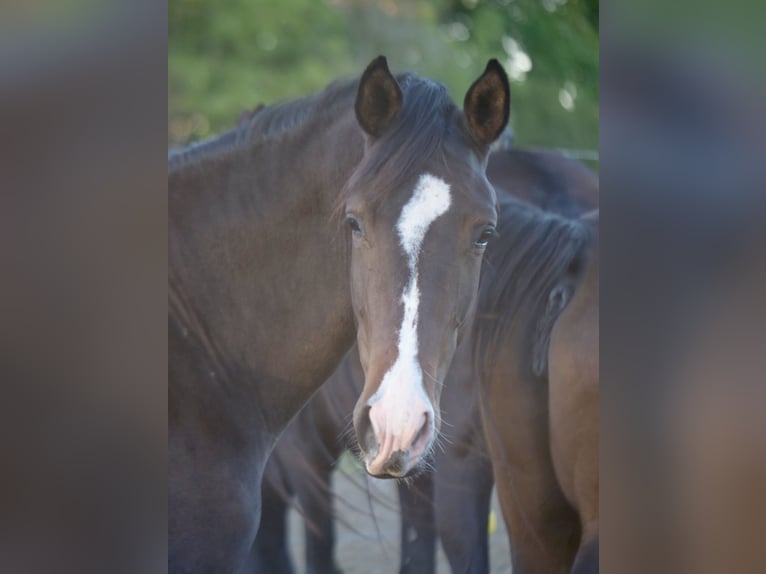 Trakehner Mare 2 years 15.3 hh Bay-Dark in Günzburg