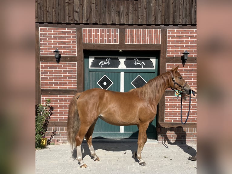 Trakehner Mare 2 years 15,2 hh Chestnut-Red in Gro&#xDF;enkneten