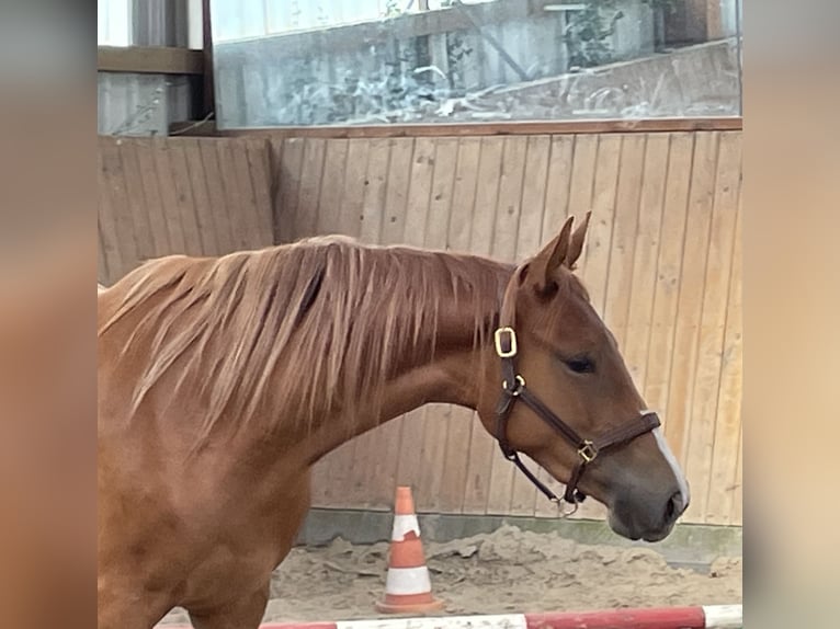 Trakehner Mare 2 years 15,2 hh Chestnut-Red in Gro&#xDF;enkneten