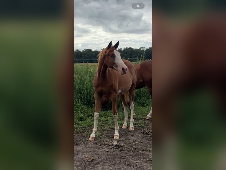 Trakehner Mare 2 years 15,2 hh Chestnut-Red in Falkensee